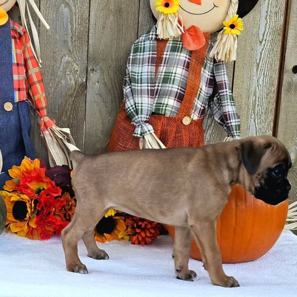 WhatsApp Image 2025-11-19 at 06.23.13_c65b961c