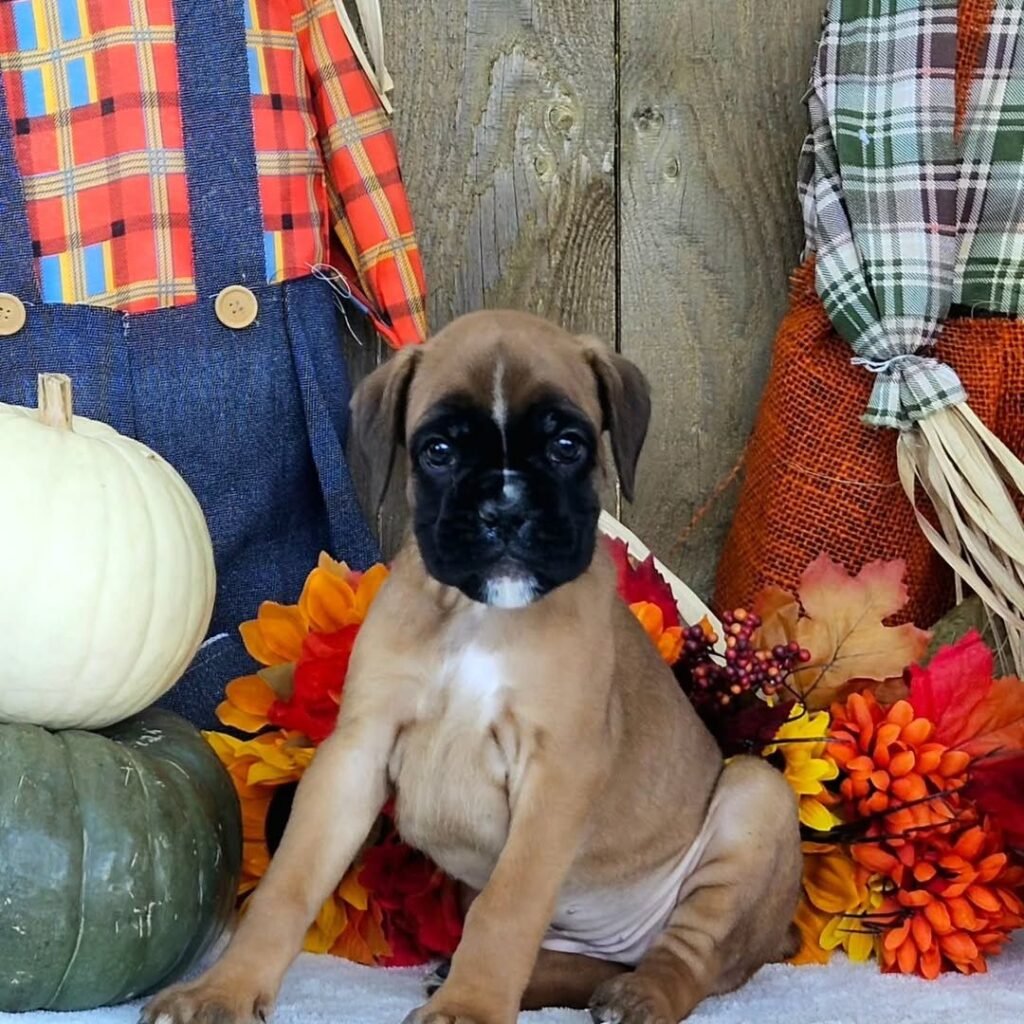 WhatsApp Image 2025-11-19 at 06.23.14_322567fb