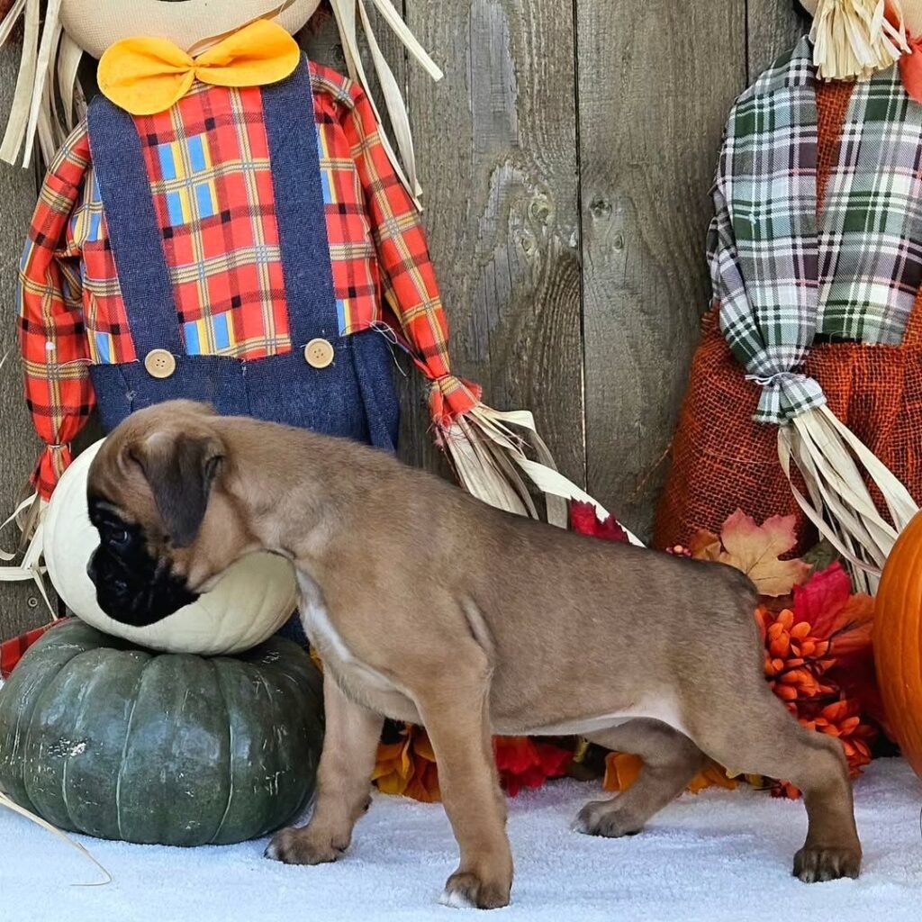 WhatsApp Image 2025-11-19 at 06.23.14_4793cf5a