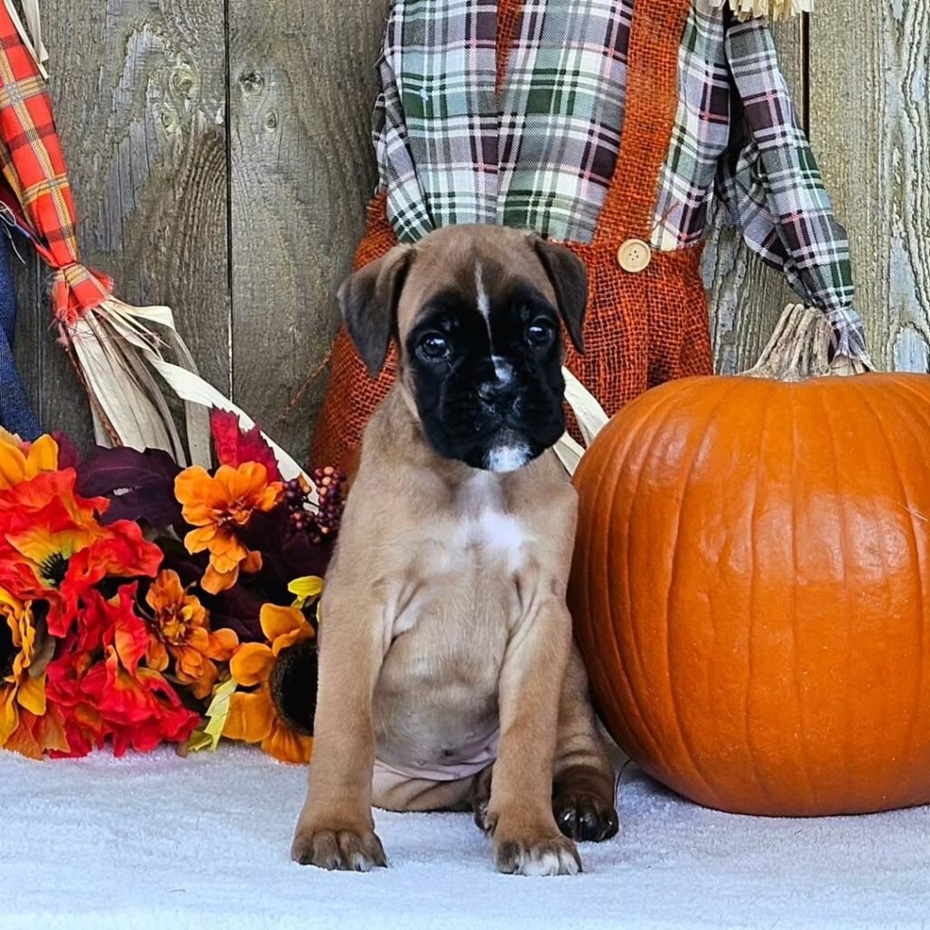 WhatsApp Image 2025-11-19 at 06.23.14_53d26cae