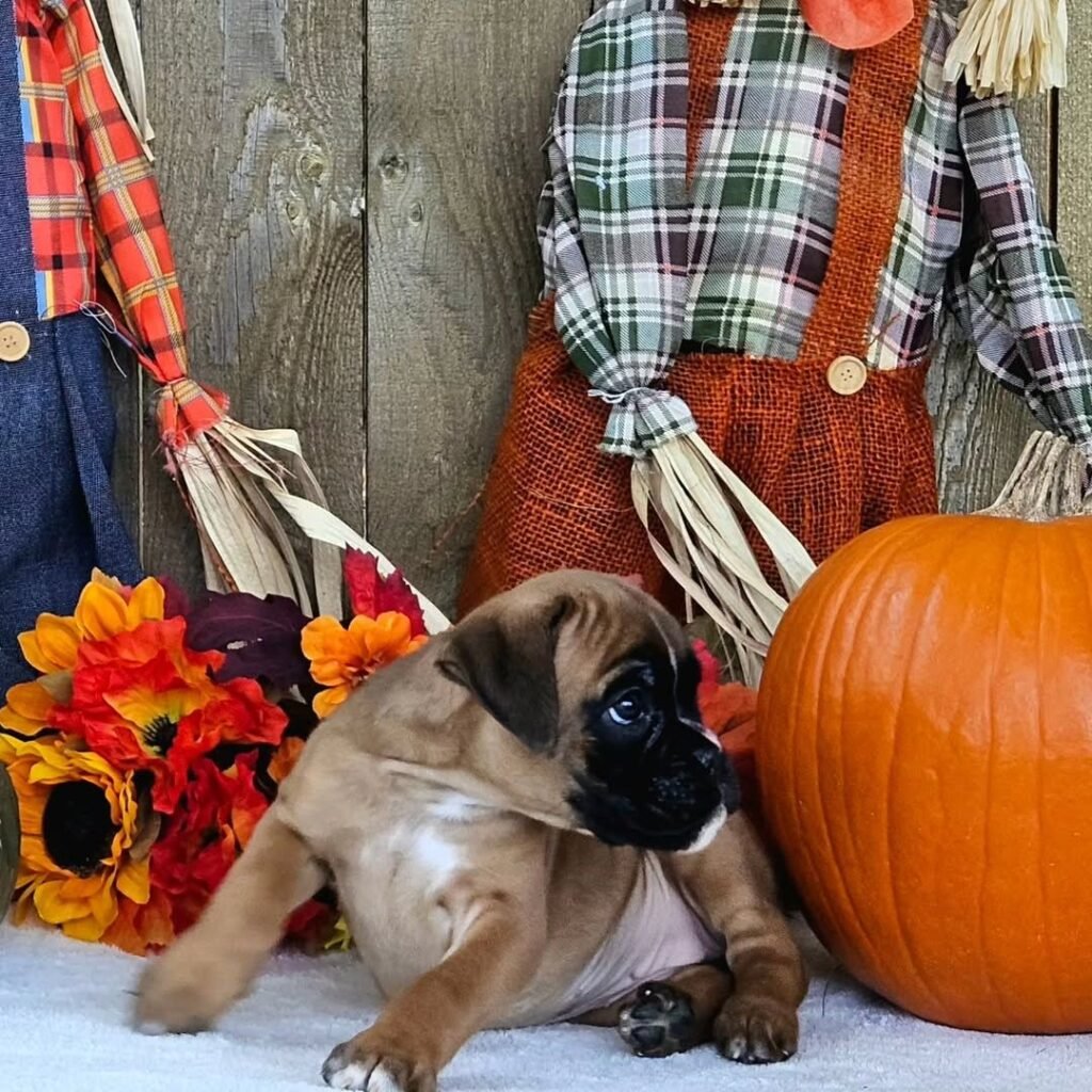 WhatsApp Image 2025-11-19 at 06.23.14_91a0f73a