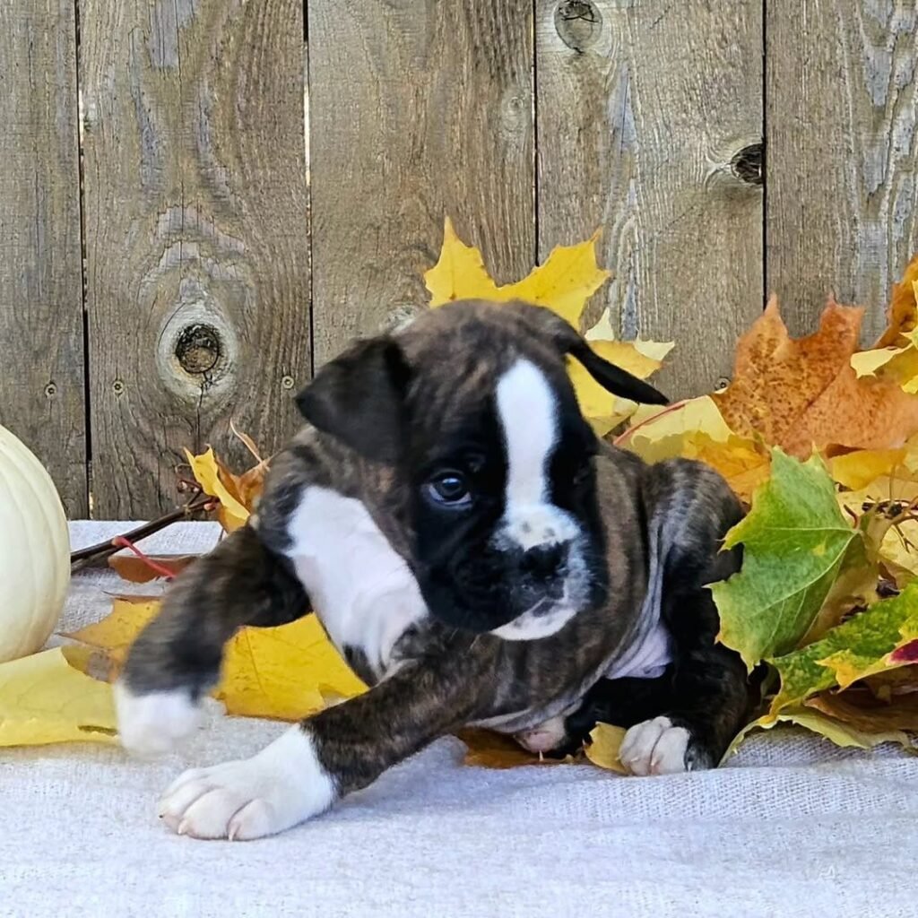 WhatsApp Image 2025-11-19 at 06.24.44_5cb6b28e