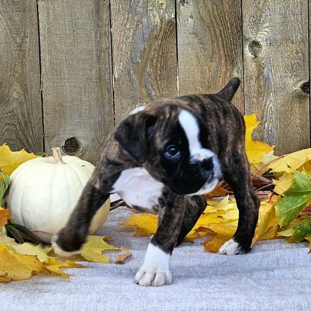 WhatsApp Image 2025-11-19 at 06.24.44_5fe087f3