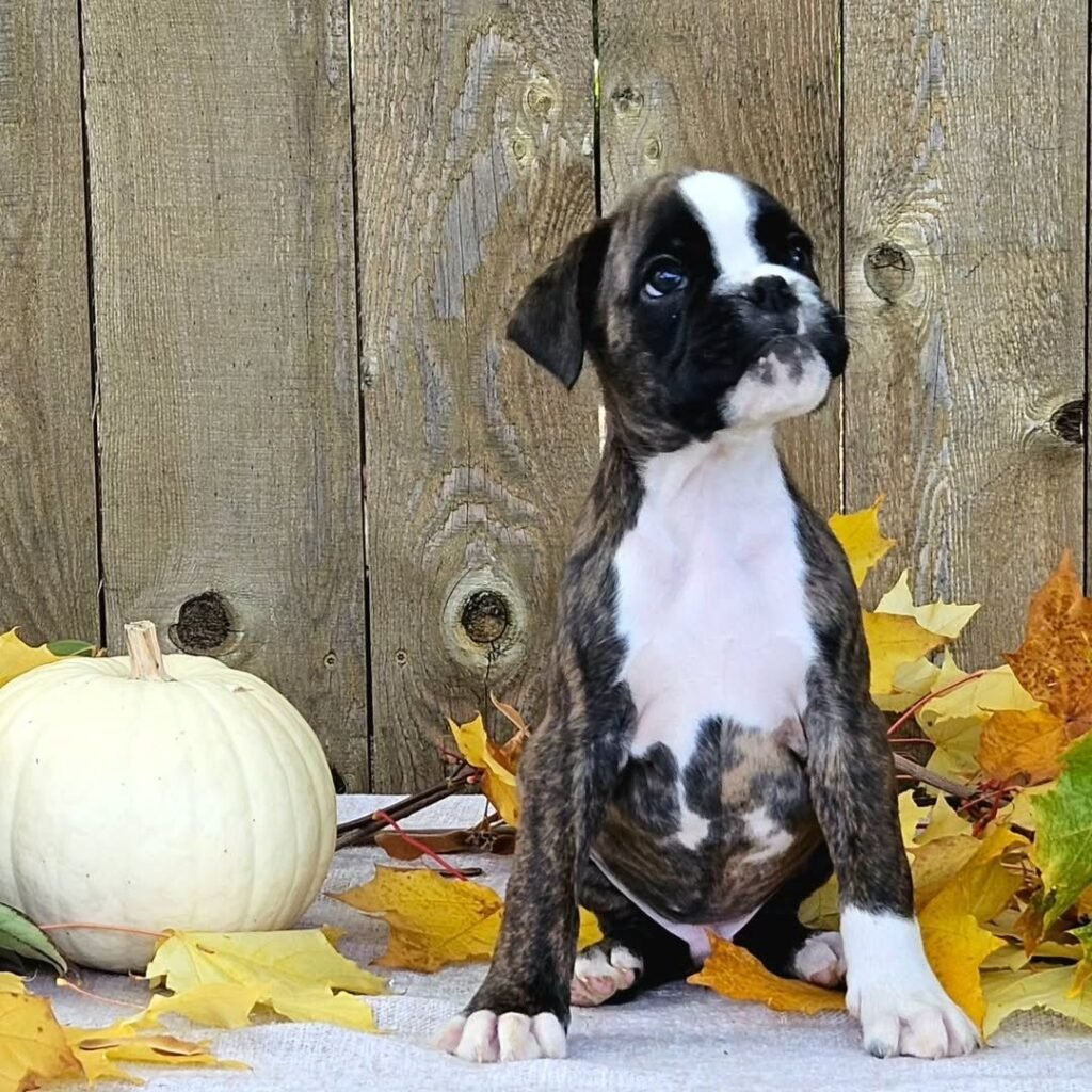 WhatsApp Image 2025-11-19 at 06.24.44_9bca98f0