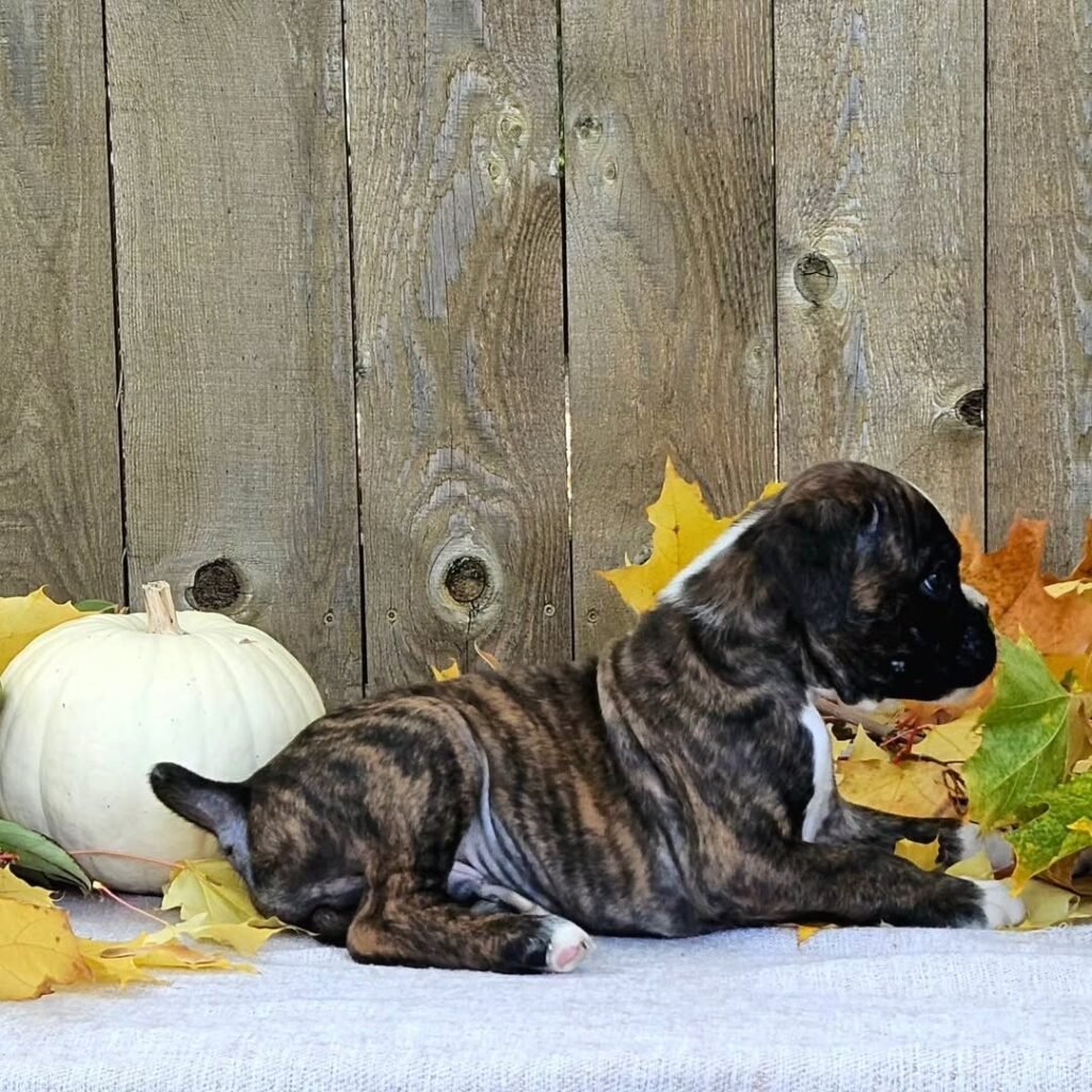 WhatsApp Image 2025-11-19 at 06.24.45_718b86d2