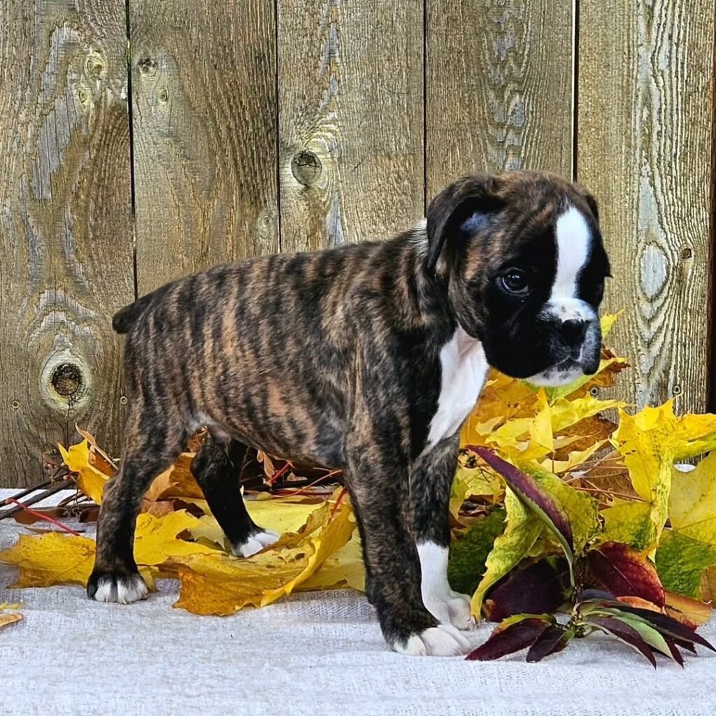 WhatsApp Image 2025-11-19 at 06.24.45_da11d191