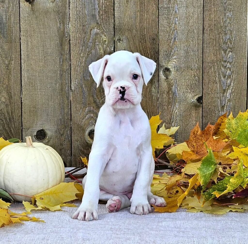 WhatsApp Image 2025-11-19 at 06.25.18_0a55d038