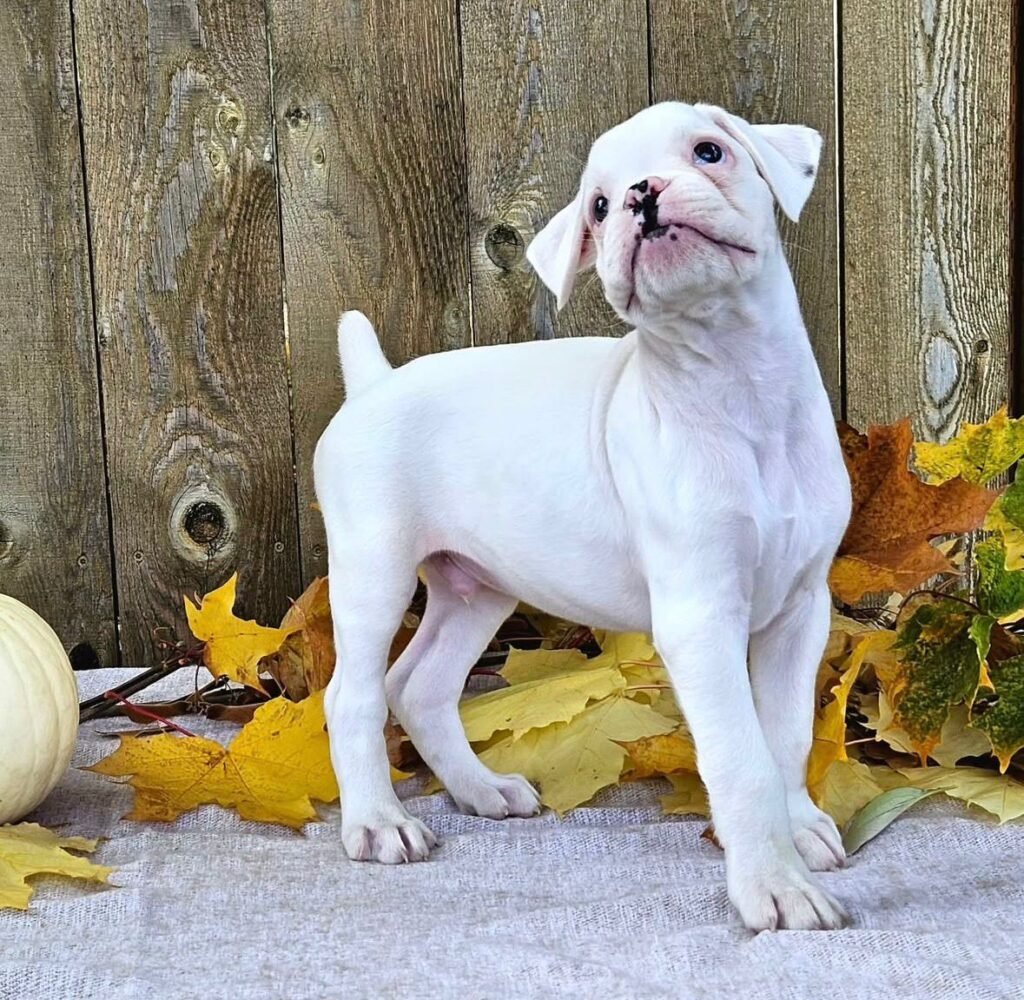 WhatsApp Image 2025-11-19 at 06.25.18_19076bce