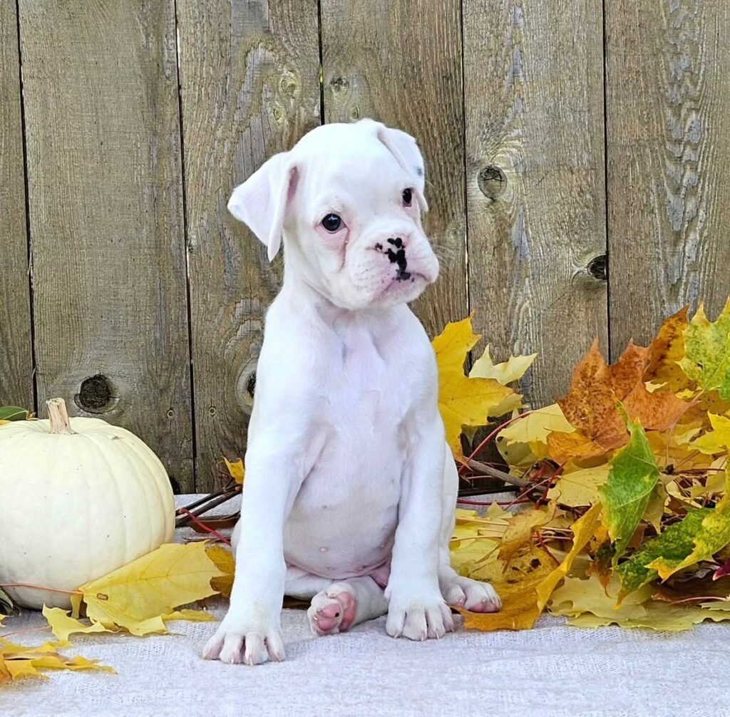 WhatsApp Image 2025-11-19 at 06.25.18_986f992a