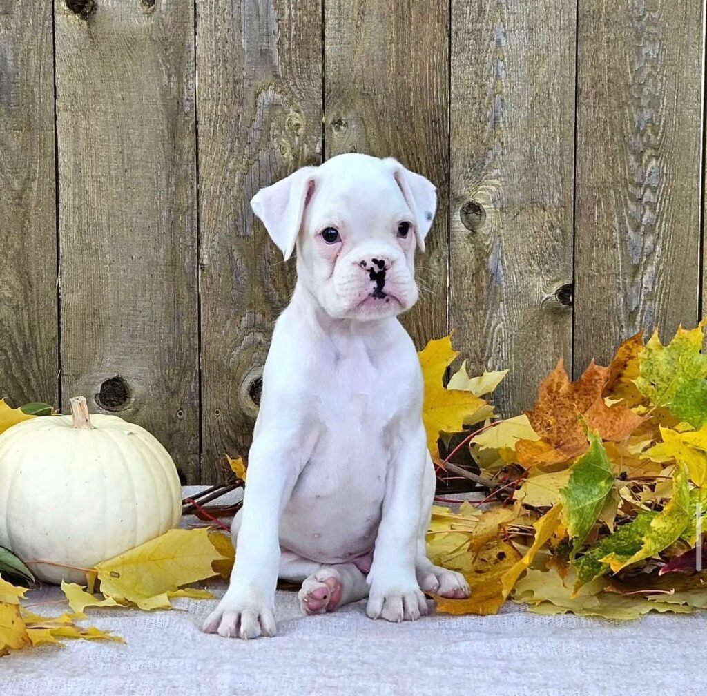 WhatsApp Image 2025-11-19 at 06.25.18_aab4a8e4