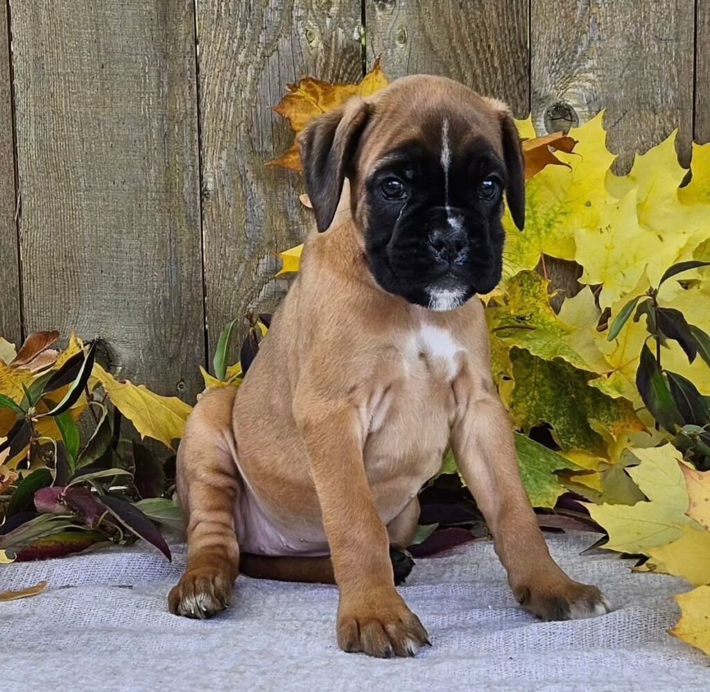 WhatsApp Image 2025-11-19 at 06.29.56_03492d2a