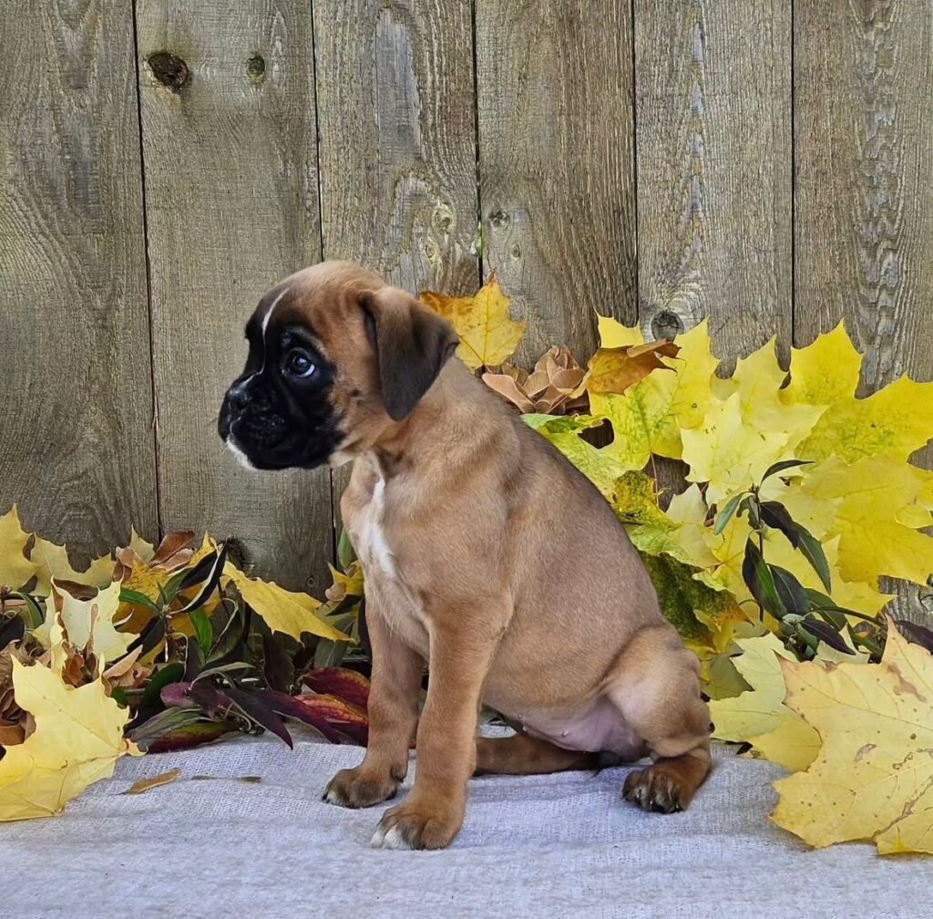 WhatsApp Image 2025-11-19 at 06.29.56_6932fc48