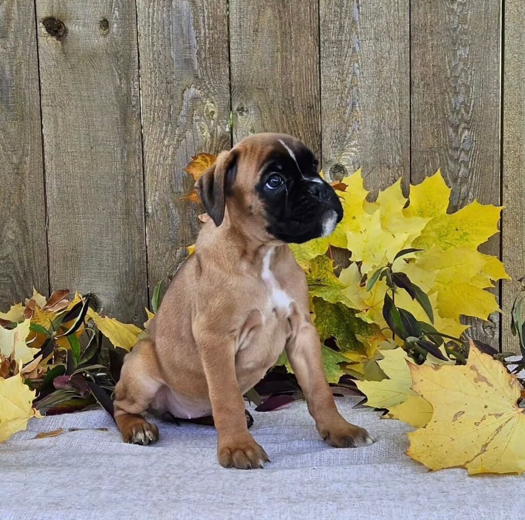 WhatsApp Image 2025-11-19 at 06.29.56_efc294bf