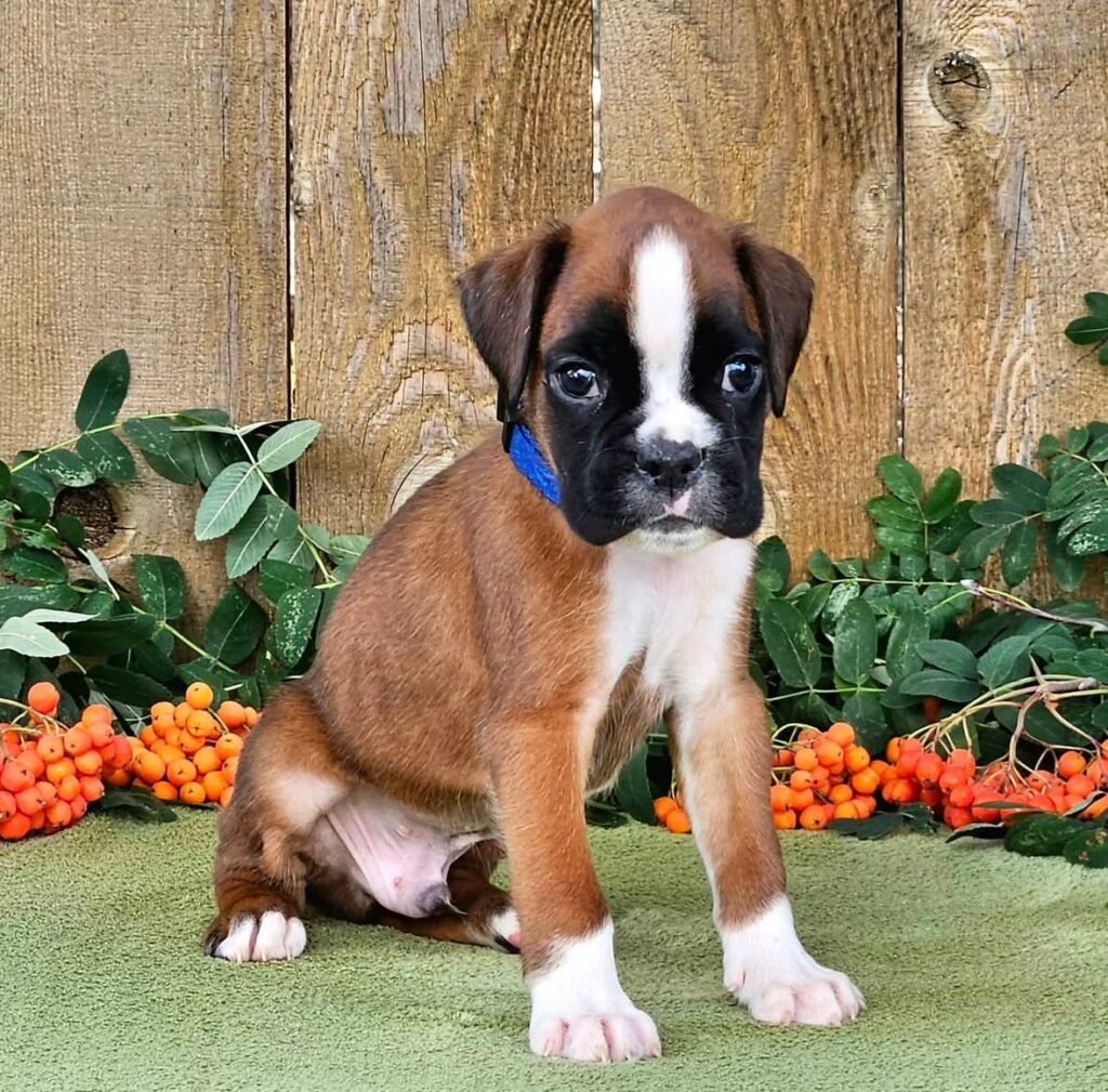 WhatsApp Image 2025-11-19 at 06.30.27_532f6607