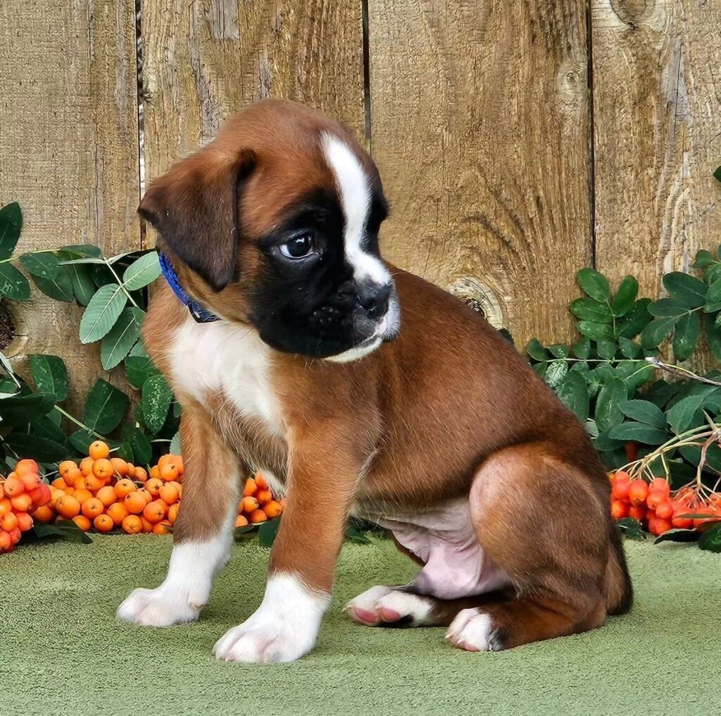 WhatsApp Image 2025-11-19 at 06.30.27_c489cd74