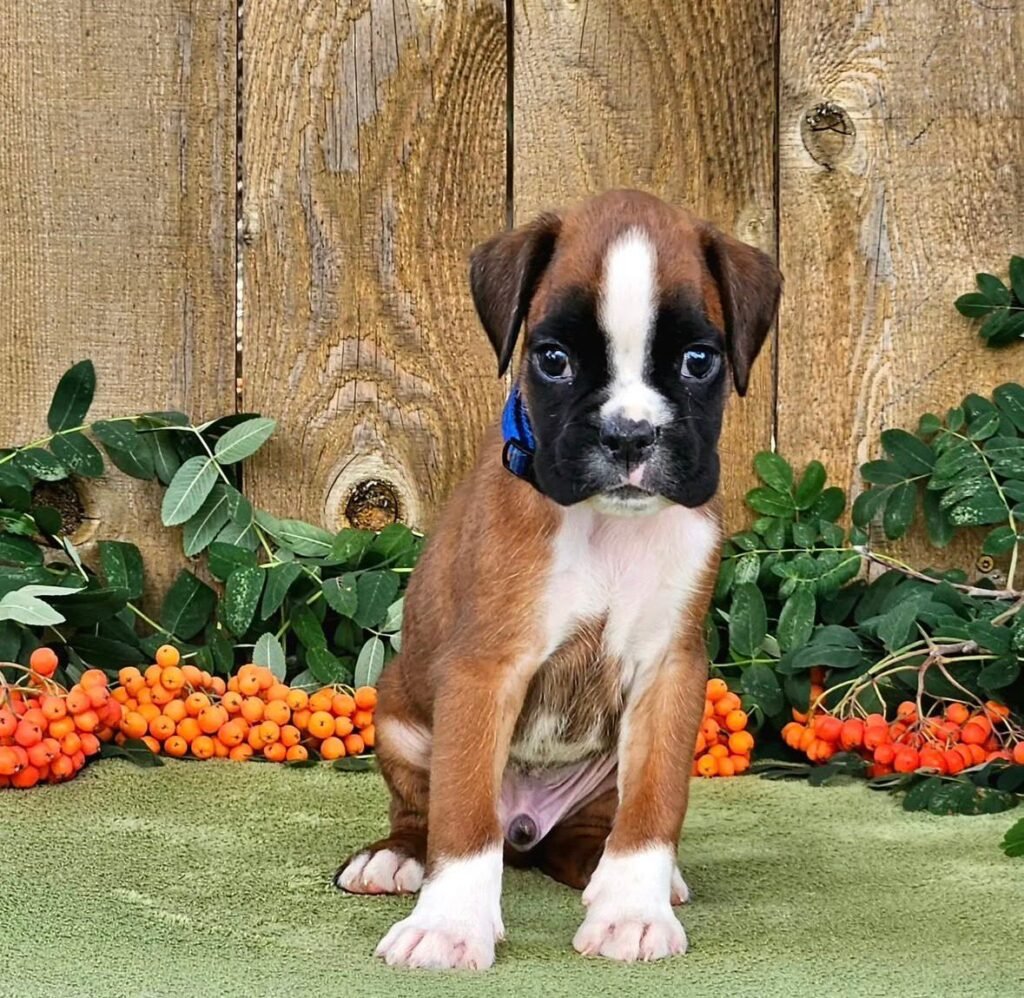 WhatsApp Image 2025-11-19 at 06.30.28_ef694776