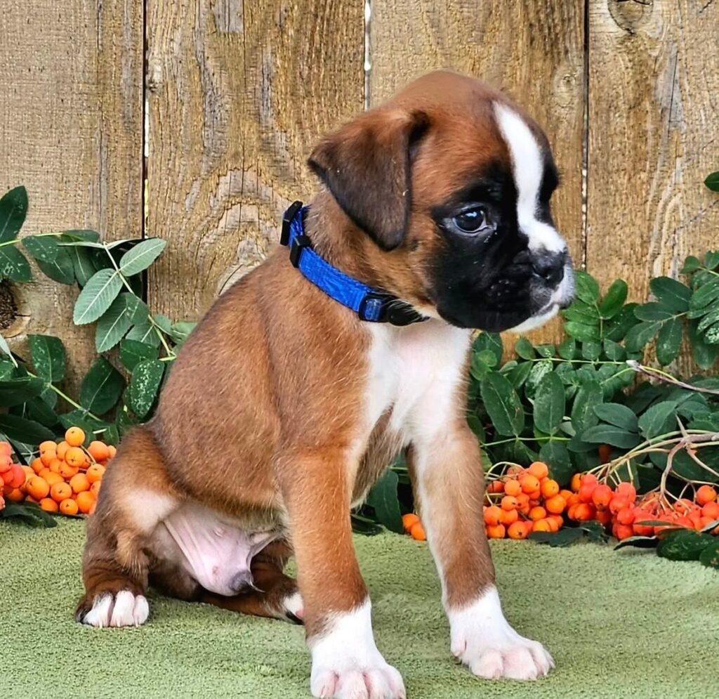 WhatsApp Image 2025-11-19 at 06.30.28_f7f68461