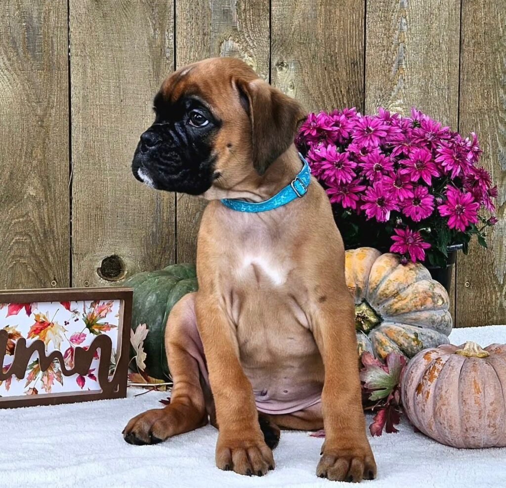 WhatsApp Image 2025-11-19 at 06.31.01_6cd04a79