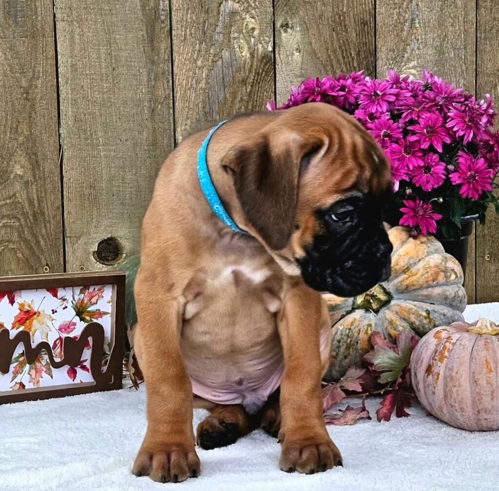 WhatsApp Image 2025-11-19 at 06.31.01_71ac3d6a