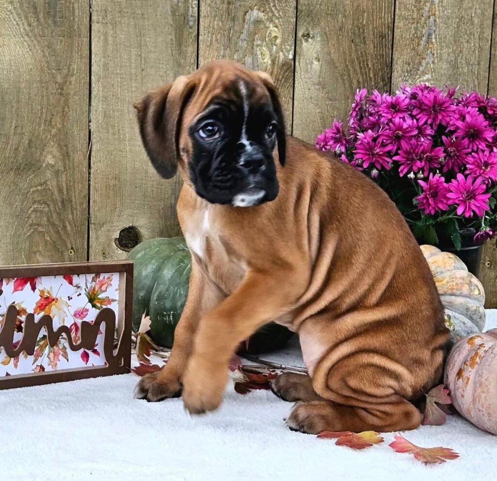 WhatsApp Image 2025-11-19 at 06.31.33_8f780204