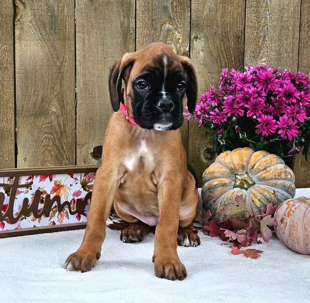 WhatsApp Image 2025-11-19 at 06.31.34_53d8d975