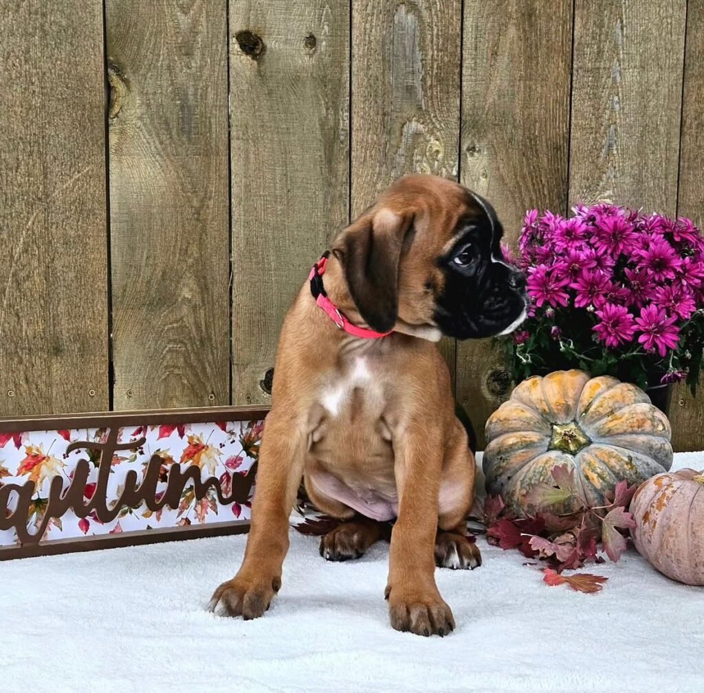 WhatsApp Image 2025-11-19 at 06.31.34_87a219e1