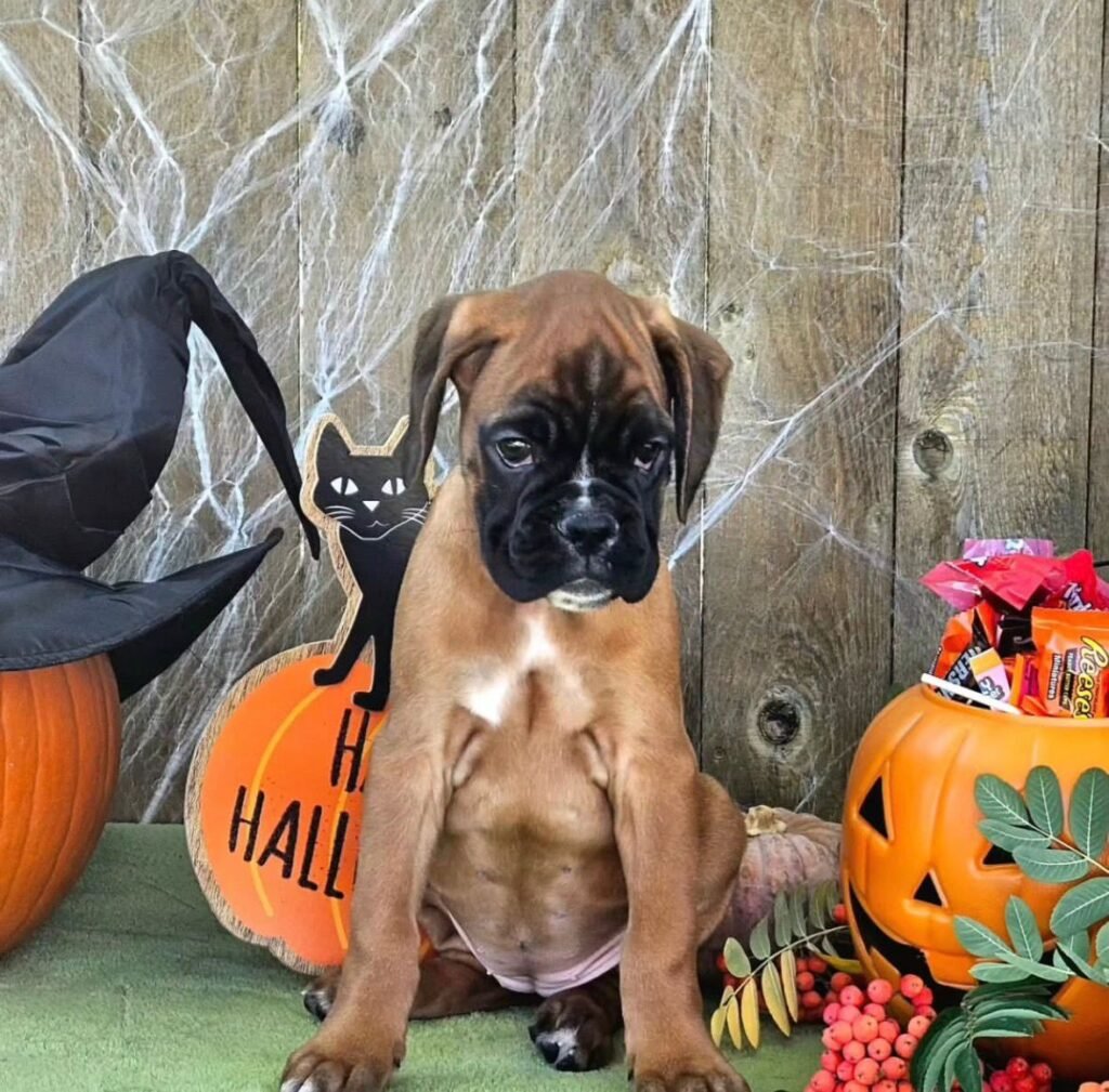 WhatsApp Image 2025-11-19 at 06.32.16_2889c676