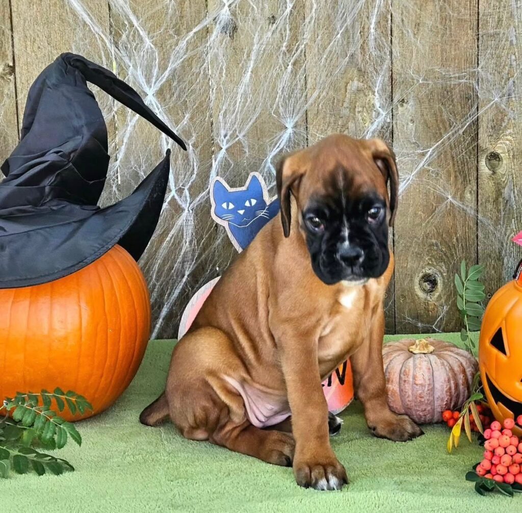 WhatsApp Image 2025-11-19 at 06.32.16_ab1f7934