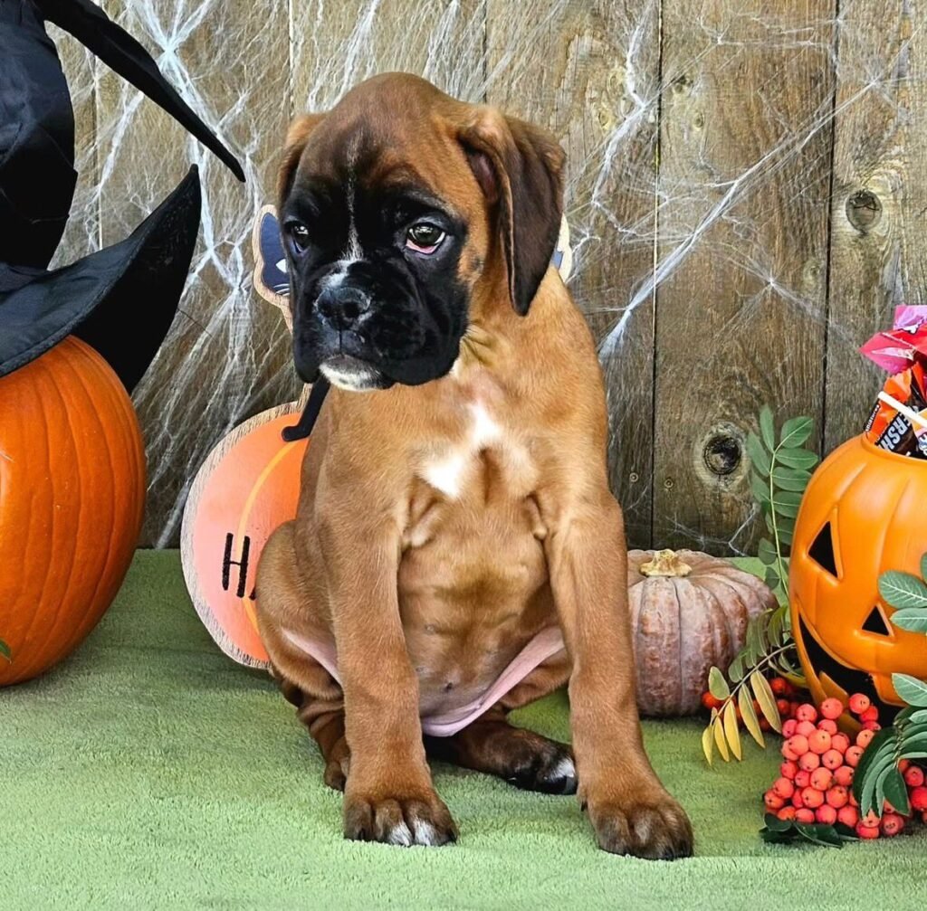 WhatsApp Image 2025-11-19 at 06.32.17_35f2cc7a - Copy