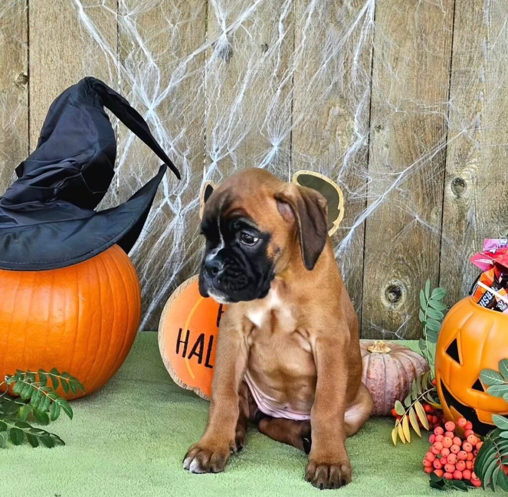 WhatsApp Image 2025-11-19 at 06.32.17_88e2e46e - Copy