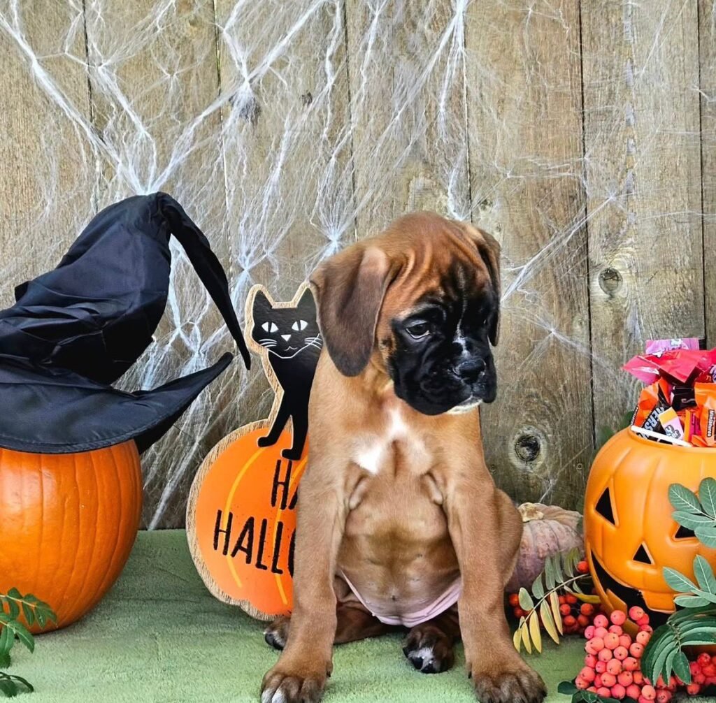 WhatsApp Image 2025-11-19 at 06.32.17_ca54f4b9 - Copy